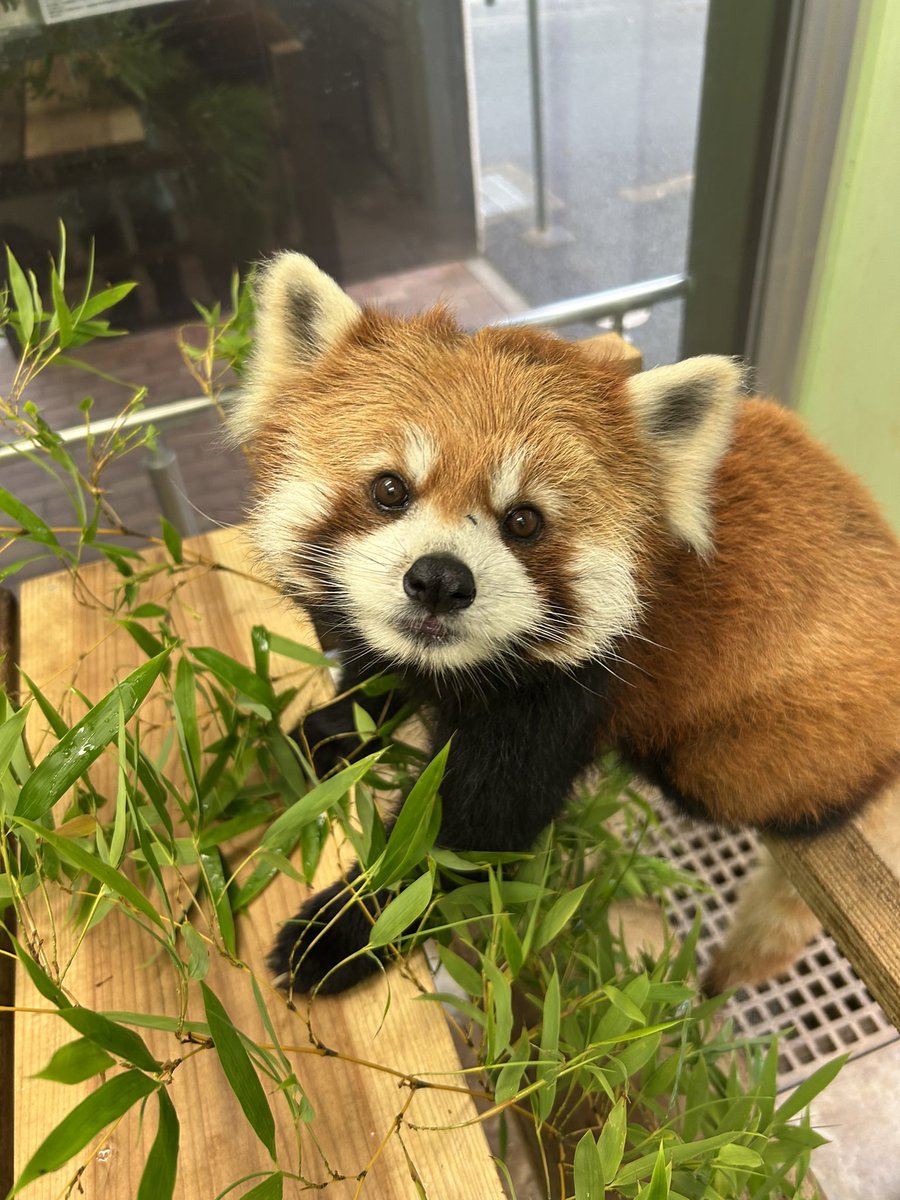ChibaZoo's tweet photo. 動物の健康管理及び暑熱対策のため、気温が２８℃以上の場合はレッサーパンダガイドを中止いたします。
なお、レッサーパンダへの給餌は屋内展示場のみ１３時３０分から実施いたします。
ご理解、ご協力をお願いいたします。（飼1）
#千葉市動物公園
#レッサーパンダ https://t.co/MM7gxHn03f