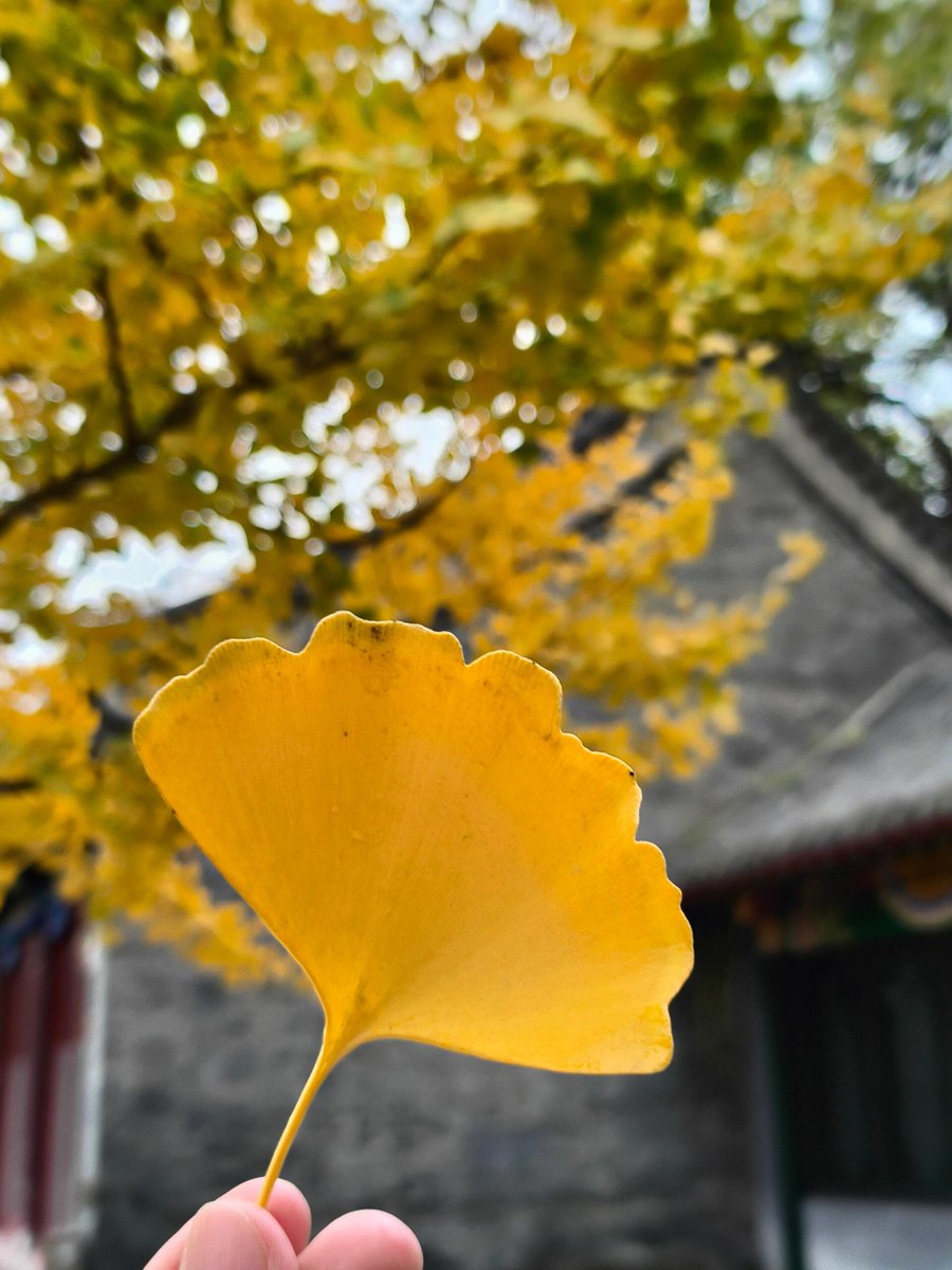 JiriCer's tweet photo. Our campus photography club's autumn outing is happening this Saturday! Explore the picturesque botanical garden, shoot stunning fall foliage, and swap tips with fellow shutterbugs. Sign up via the club notice board by Fri! https://t.co/jxmRjnXTZB