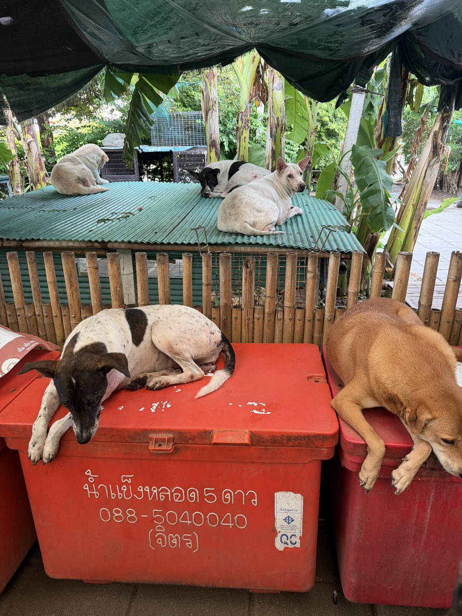 AunchuleeLongh1's tweet photo. ทุกคนคะวันนี้เราจะมาขอความกรุณาช่วยรีโพสต์นี้ เพื่อขอความช่วยเหลือให้กับคอกหมาคุณอ้อยที่เราเอาน้องตาบอดไปฝากไว้ ถ้าใครพอมีกำลังขอเชิญชวนให้บริจาคเป็นเงิน หรืออาหารเม็ดก็ได้ค่ะ เราไปเยี่ยมน้องมาอีกรอบได้เจอน้องหมาน่ารักตัวอ้วนทั้งนั้น แกเลี้ยงในบ้านแล้วยังจ้างคนเอาไปให้หมาจรแถบนั้นด้วยค่ะ ค่าใช้จ่ายสูงมาก แกมีน้องแมว 1 ห้องด้วยค่ะ มีคนเอามาปล่อยหน้าบ้านแก คนมันเลวชั่วจริงๆเอาแมว ลูกแมวมาปล่อยที่บ้านหมาไม่คิดว่าหมาจะกัดตายหรือไง

ที่อยู่เพื่อส่งอาหารเม็ด อาหารแมวและสิ่งของที่จำเป็นในการทำความสะอาด

50/237 เมืองทองธานี 
ซอย c12 หลังบ้าน
บางพูด บ้านใหม่
นนทบุรี 11120
โทร 098-275-5676
เลขบัญชีอยู่ในเม้นต์นะคะ รวมถึงรูปเพิ่มน้องๆ