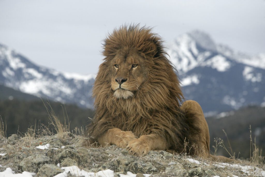 minzou_2's tweet photo. Le lion sait qu’il ne vivra plus jamais les soirées d’été de son enfance avec ses frères et sœurs qui vivaient tous sous le même toit avec leur mère puisque chacun a maintenant sa vie et habite seul https://t.co/EXiGxtCovP