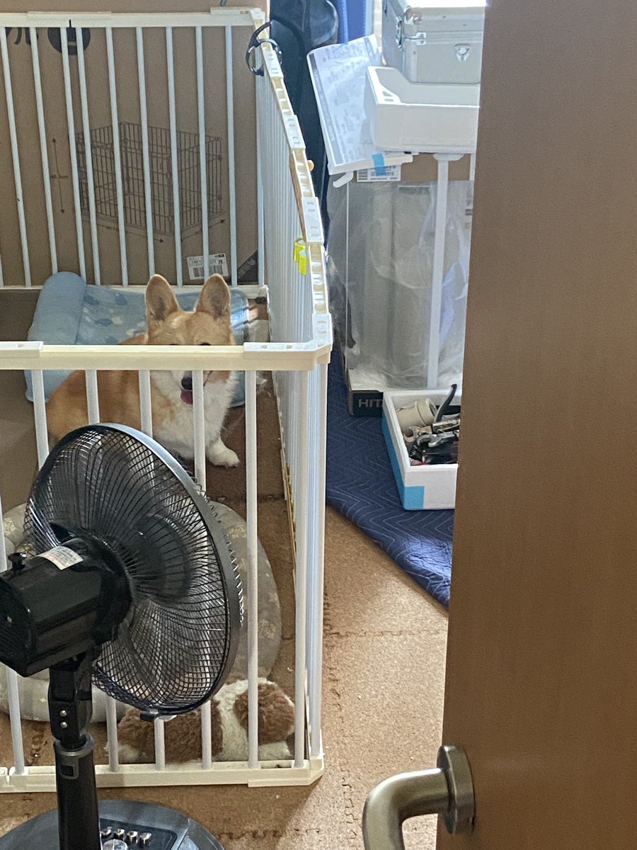 2lQap's tweet photo. やっとエアコンの交換作業始まりました。
室外機が故障してたけど、まさかの室外機のガスが空になってたそうです。
そりゃ冷えないわ。
交換作業に立ち会う犬を添えて #コーギー https://t.co/CVV0ti7DE1