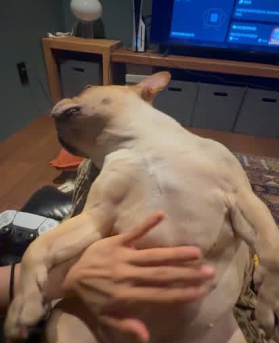 _Paul_Clean_'s tweet photo. 🐱🐶🎮 https://t.co/keDMHnAaB1