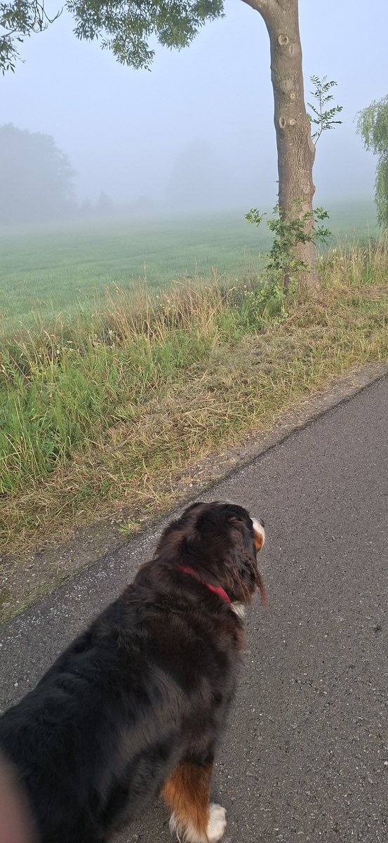 Thomas06422's tweet photo. Herbstnebel? Ich hoffe nicht. https://t.co/rolTWOUwhN