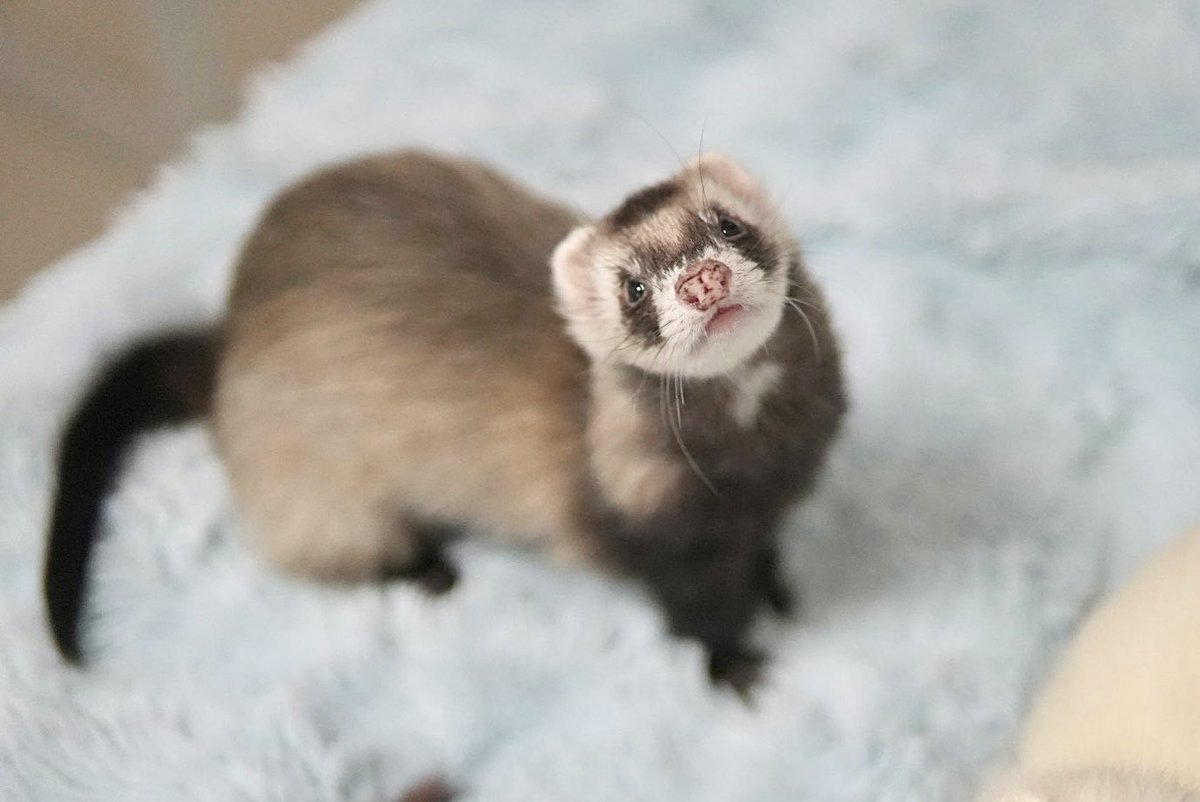 おすまし顔🧚 #フェレット #ferret