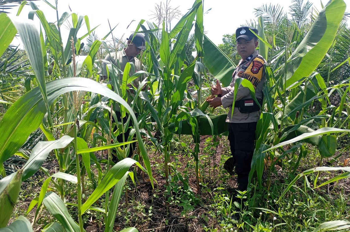 joedhattnt's tweet photo. Bhabinkamtibmas  Polsek Kubu melakukan kegiatan pengecekan tanaman jagung di wilkum polsek kubu

#polsekkubu
#polisicintapetani
#swasembadapangan
#ketahananpangan https://t.co/qlOi3B81Ap