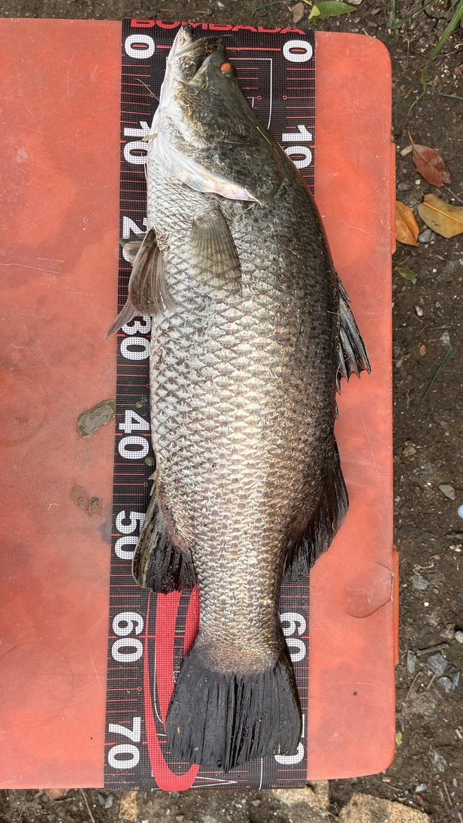 AEY81's tweet photo. I caught it with a Top water lure on a day with light winds. this is Wild Barramundi in Salt water Pond Which comes directly from the sea .Fish that grow naturally
Rod: Bombada Lutador 55
Lure:Gancraft SCaper
Reel:Shimano Grappler #Bombada #Gancraft #fishingguide #btfc #fishing https://t.co/alZHamVnB1