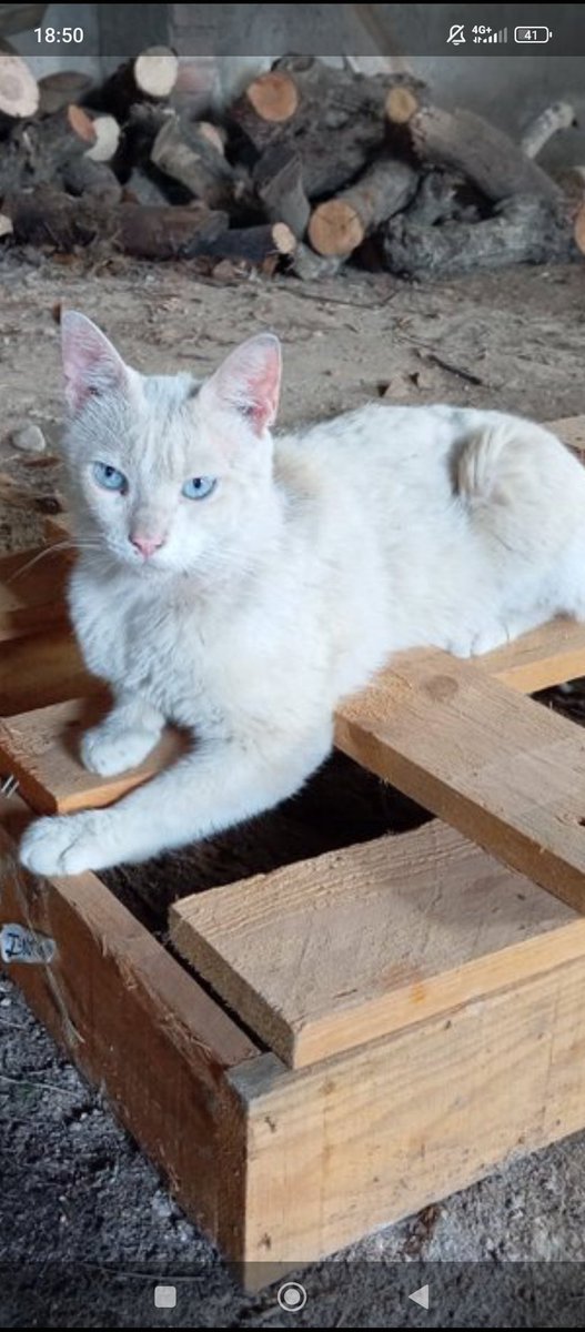 Solopar53137293's tweet photo. #Acollida #urgent per Caramel.  Quan volíem rescatar-lo va desaparéixer. Ara ha aparegut un mes després, en molt males condicions. On està recollit està sol les 24h. Acollida prop de Lleida. Algú amb MOLTA experiència i que li doni espai. Contacte WhatsApp ☎️ 614 076 600 https://t.co/l8ndnTeFJz