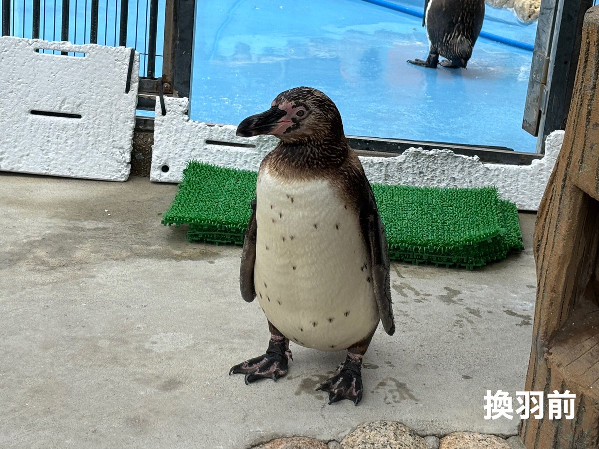 kobeojizoo's tweet photo. #フンボルトペンギン の赤白は今回の換羽でおとなの模様になりました✨他の個体と比べるとキリッとした顔立ちをしています🐧
見分けがつきにくくなりましたが、右側に赤白の翼帯がついていますのでぜひ探してみてください😊
#おとなの仲間入り　#王子動物園 https://t.co/eczsisLQLL