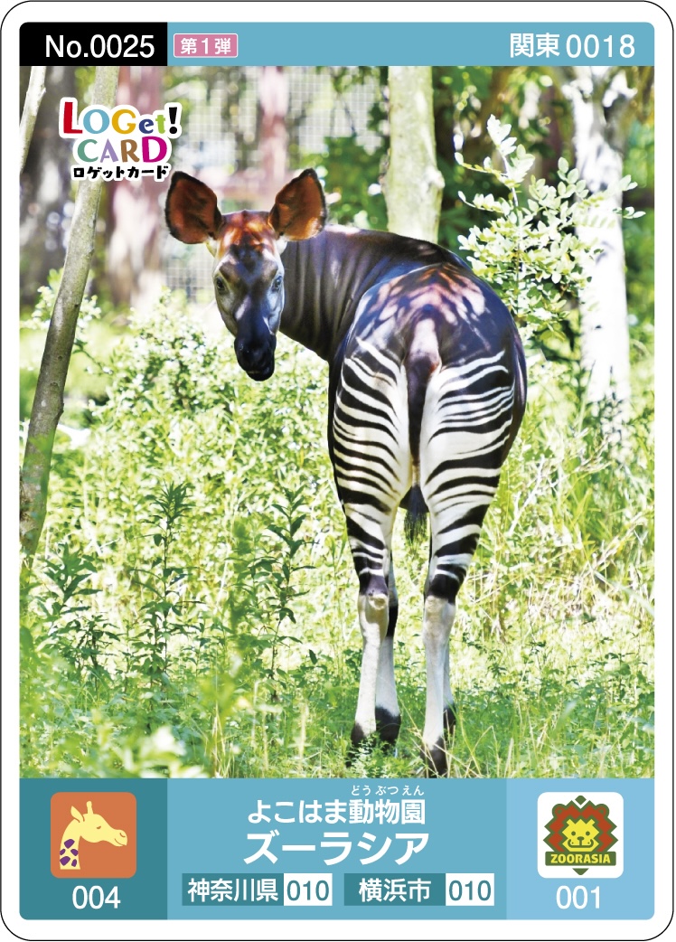 LOGetCARD's tweet photo. 📢配布休止のお知らせ  
#ロゲットカード「#よこはま動物園 ズーラシア」は、在庫切れのため配布を休止しました🙇‍♀️
https://t.co/tsibYjMRGx

配布が再開しましたら、こちらの公式Xであらためてお知らせいたします🚩 https://t.co/bwFH4YAvL4