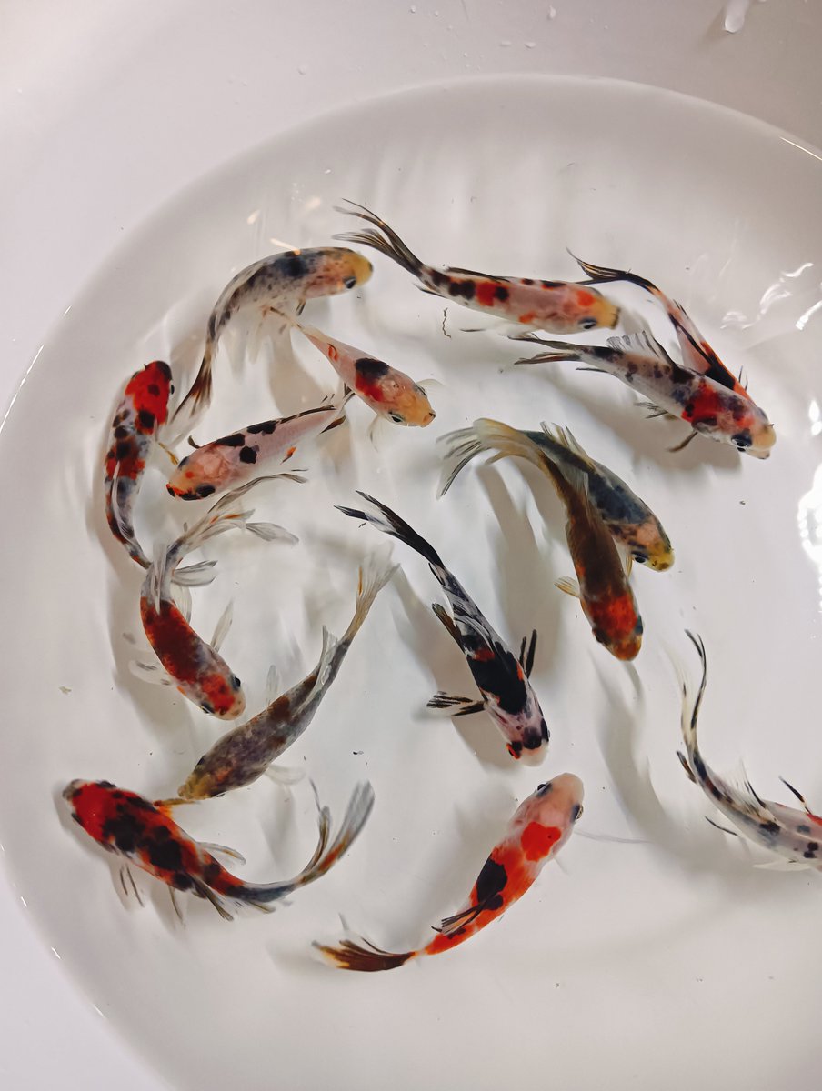 cakumixxkariage's tweet photo. 🌿金魚色々きてます🌿

浅葱色が本当に綺麗な朱文金と東錦（鈴木系）をセレクトしてきました😊

夏といえば金魚ですね✨
この暑さなので、温度管理は気にかけてあげるとよいと思います🌡️

#Goldfish
#笹塚
#下北沢
#新宿
#京王線 https://t.co/1B6puRZuAD