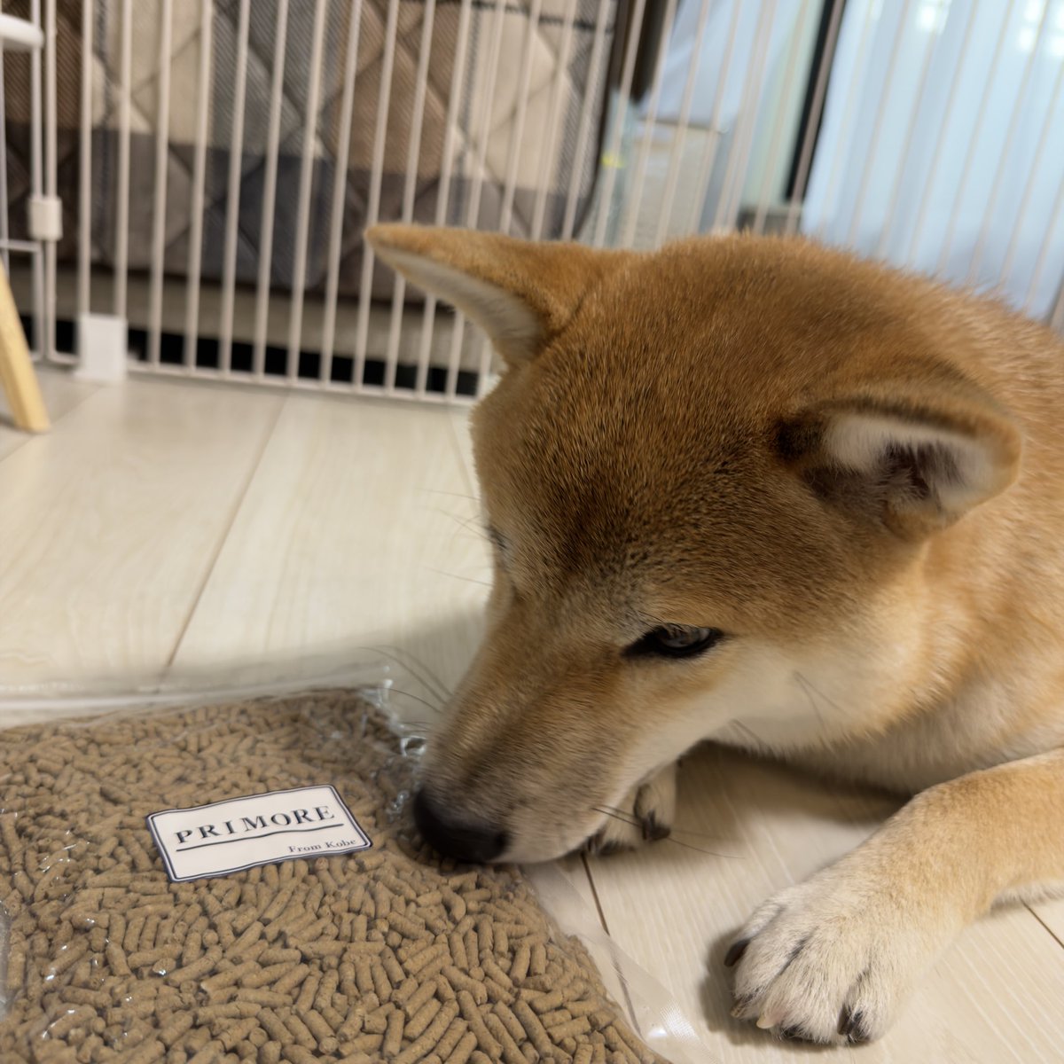 0921Yuna's tweet photo. 創業19周年プレゼントキャンペーンに当選しました✨
PRIMORE300gをいただきました🐶

生肉を中心にきのこも配合されており、毛艶や免疫のサポートをしてくれるフードです♡
初めて食べるので少し食べさせましたがとても美味しかったようです😋

#PRIMO #PRIMORE  #プリモア　#国産ドッグフード https://t.co/pAp4wFfgxa