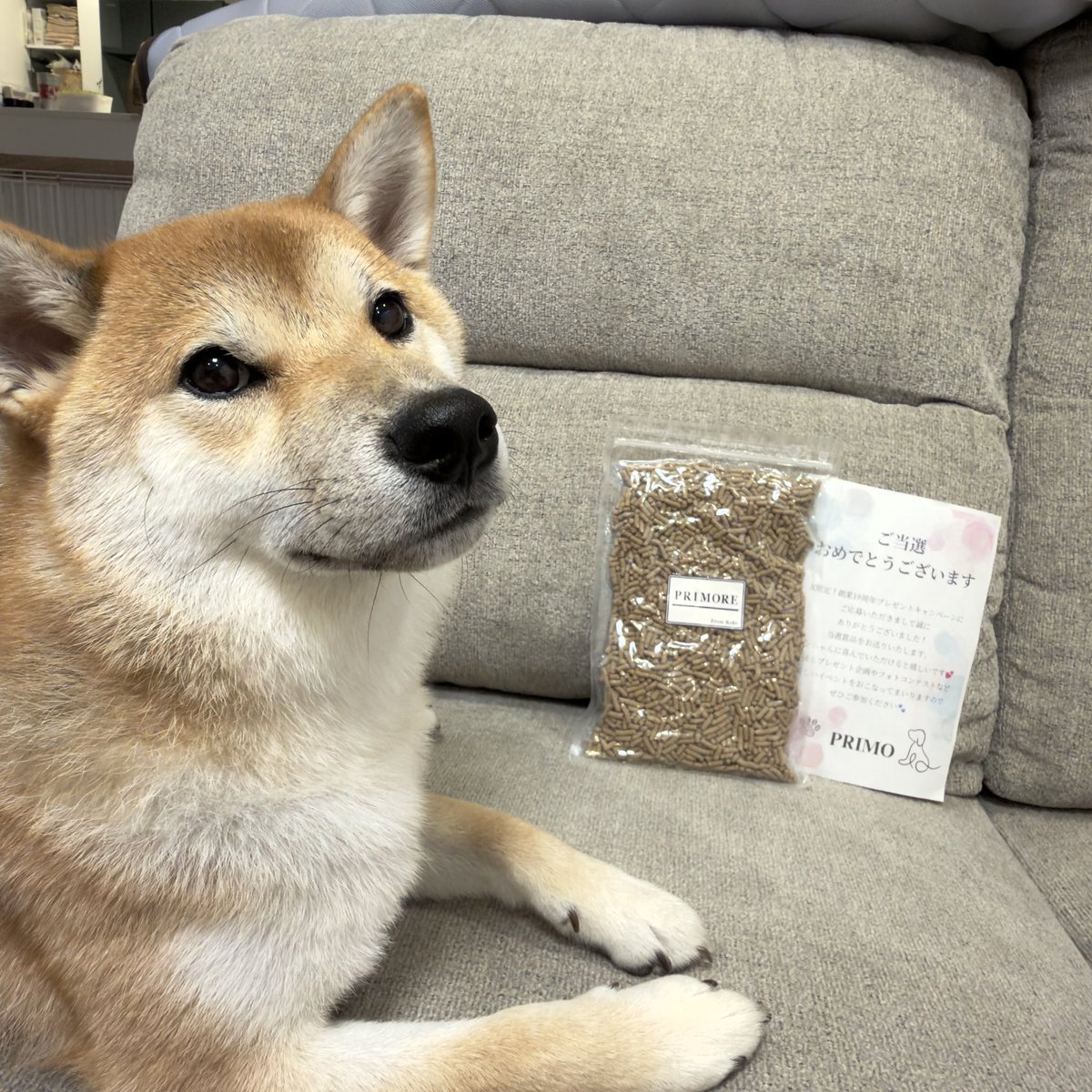 0921Yuna's tweet photo. 創業19周年プレゼントキャンペーンに当選しました✨
PRIMORE300gをいただきました🐶

生肉を中心にきのこも配合されており、毛艶や免疫のサポートをしてくれるフードです♡
初めて食べるので少し食べさせましたがとても美味しかったようです😋

#PRIMO #PRIMORE  #プリモア　#国産ドッグフード https://t.co/pAp4wFfgxa