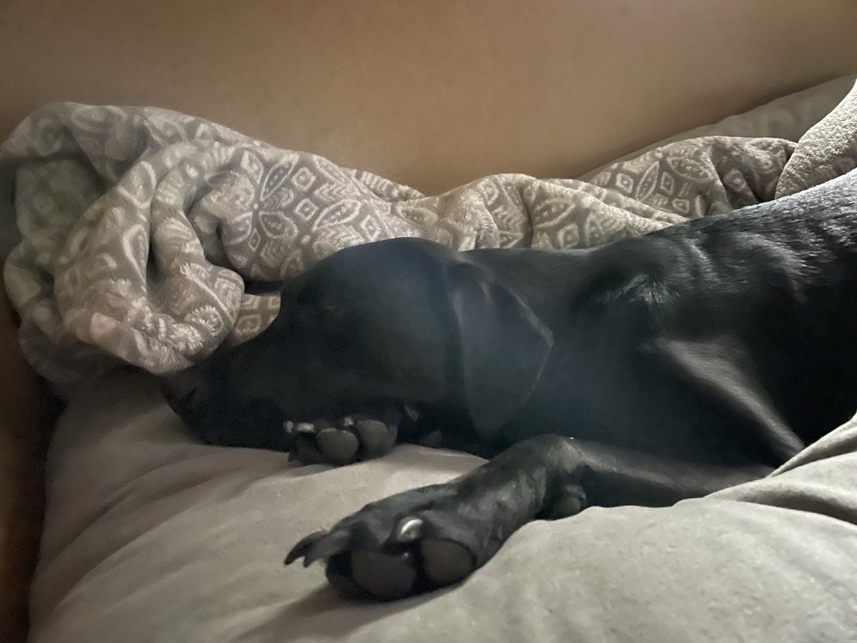 JenniferJohgfa's tweet photo. When koy of having true dogknots feels elegant 💦🍆🐕‍🦺▶️ 
#beast #beastmode #dogsofX #zoopositivity #pardi #australia #canada #zoo #NaughtyNights #Australia #USA #texas #teenagegirls #NoLimit #Zoophilia #knotty #Dogporn #horseporn #nakedfriends #Amateurporn #beastmode #dogslut https://t.co/G2UbFuY5SG