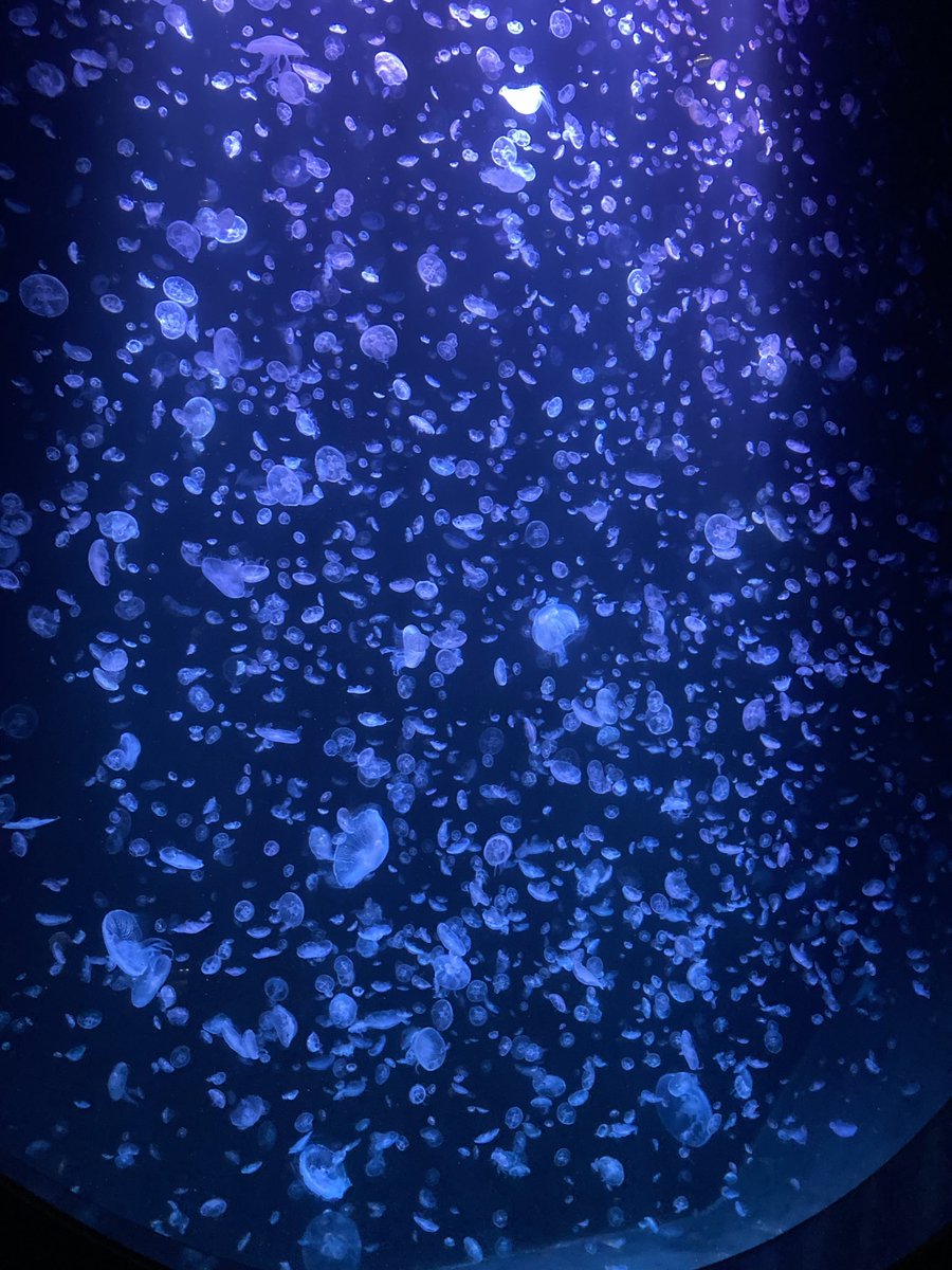 Yugurihako's tweet photo. クラゲ水族館の名は伊達じゃないな https://t.co/nSTOj6JQp9