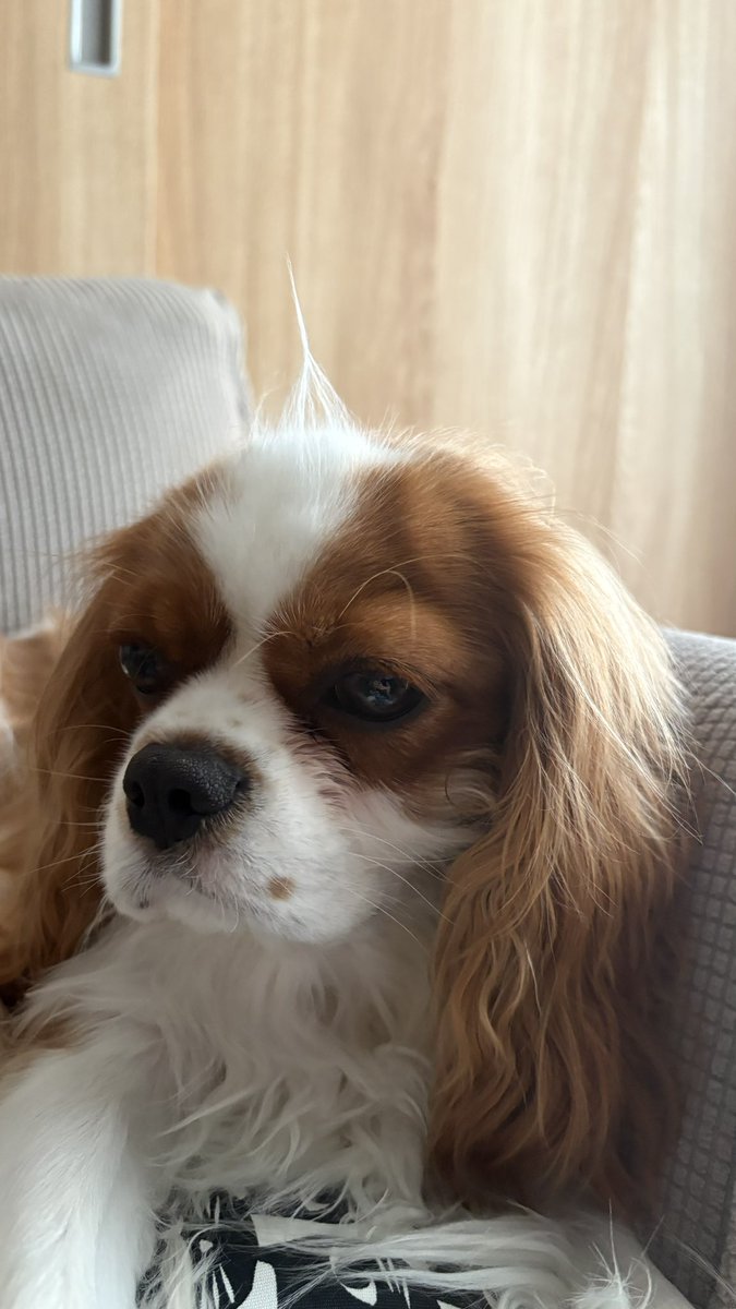olive_cavalier's tweet photo. 伸びてきたからちょっとやってみたかったの
そんな顔しないで https://t.co/vu409mYS8z