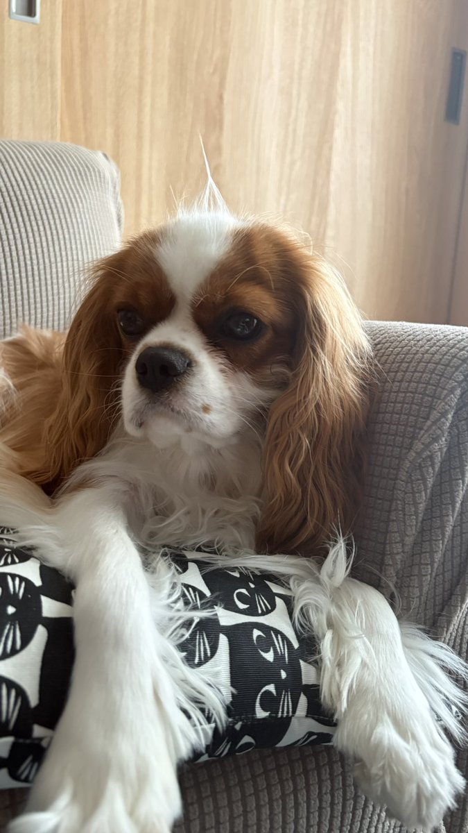 olive_cavalier's tweet photo. 伸びてきたからちょっとやってみたかったの
そんな顔しないで https://t.co/vu409mYS8z