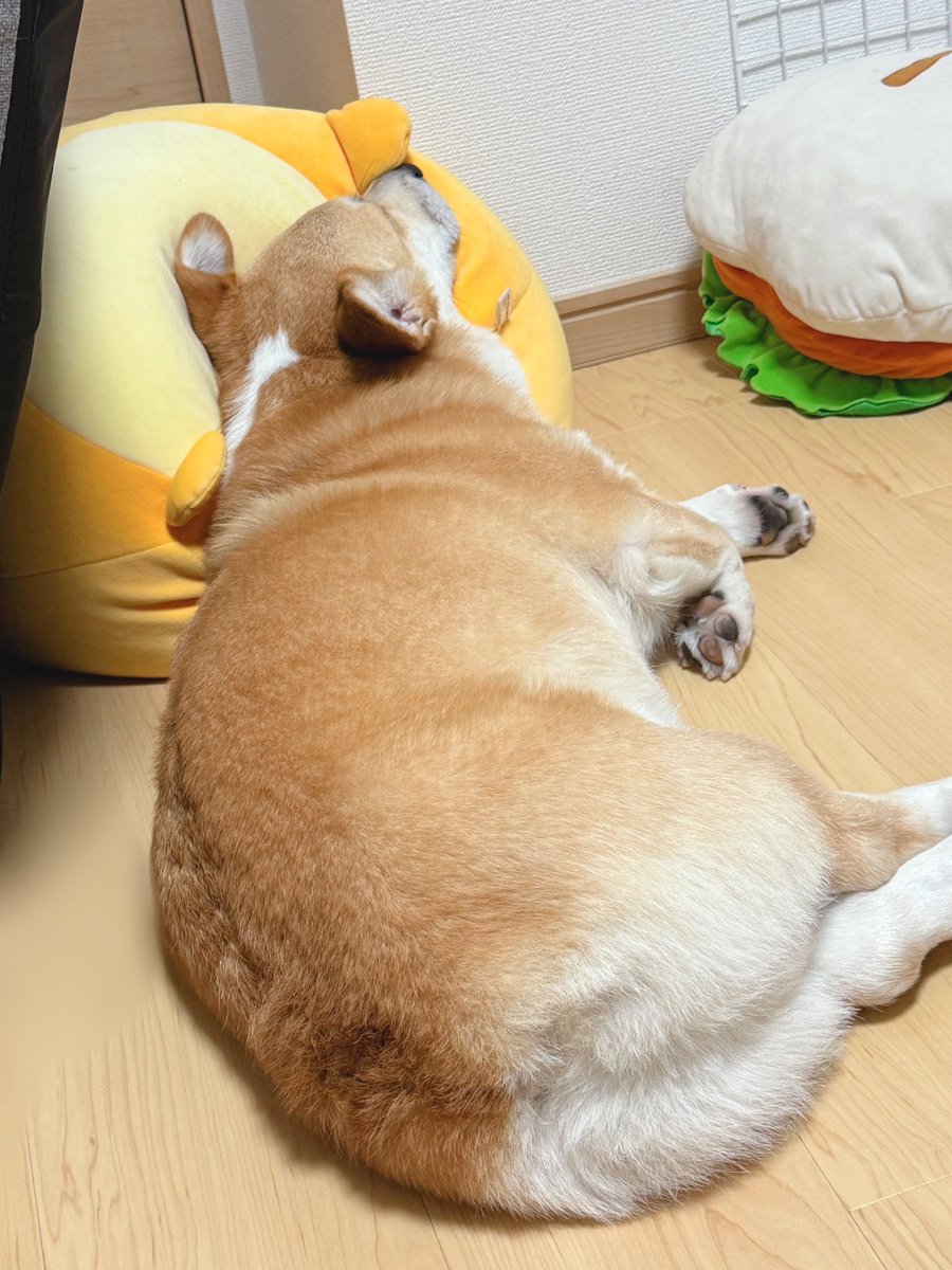 Corgi_Hanpen's tweet photo. デデ落ち https://t.co/k1Y1OHkYFG