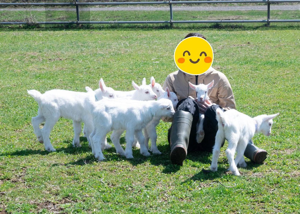 _petitechevre's tweet photo. 赤ちゃんやぎに囲まれて暮らしたい人～！🙌🐐✨ https://t.co/fqJDg3lTvN