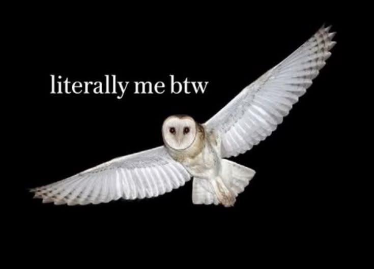 owltwting's tweet photo. https://t.co/K1KBgFJNcX