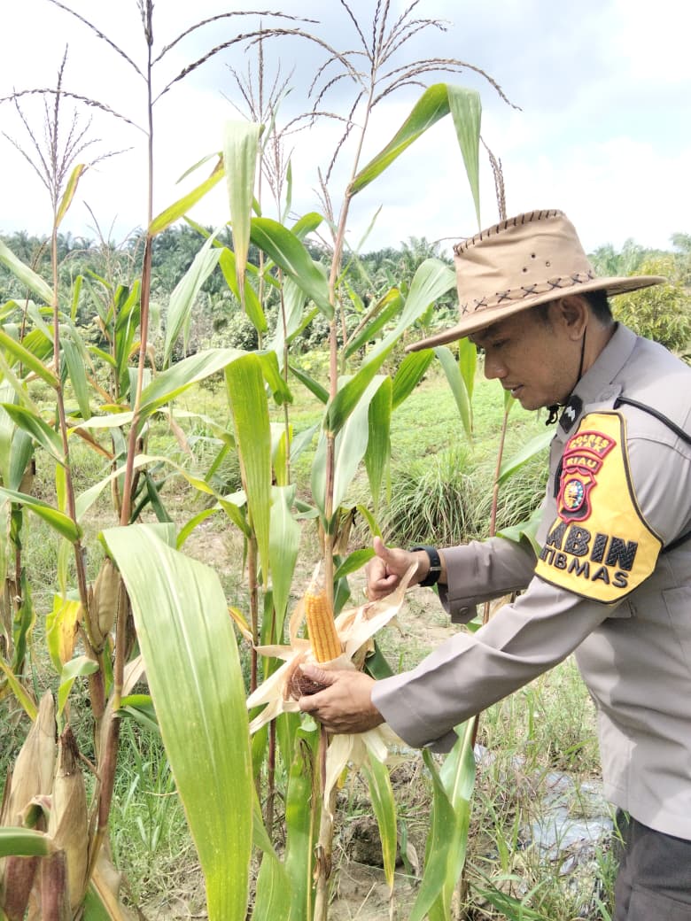 standbay21's tweet photo. #perawatanjagung 
Bhabinkamtibmas Kampung Sri Gading Polsek Lubuk Dalam Polres Siak Polda Riau Aipda Basri D melakukan perawatan jagung pipil di lahan Kampung Sri Gading sebagai upaya mewujudkan ketahanan pangan nasional
    #ketahananpangan #swasembadapangan #polisipetani https://t.co/yjMyWdjE3c
