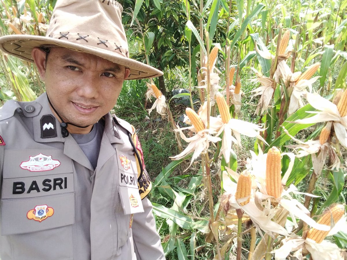 standbay21's tweet photo. #perawatanjagung 
Bhabinkamtibmas Kampung Sri Gading Polsek Lubuk Dalam Polres Siak Polda Riau Aipda Basri D melakukan perawatan jagung pipil di lahan Kampung Sri Gading sebagai upaya mewujudkan ketahanan pangan nasional
    #ketahananpangan #swasembadapangan #polisipetani https://t.co/yjMyWdjE3c