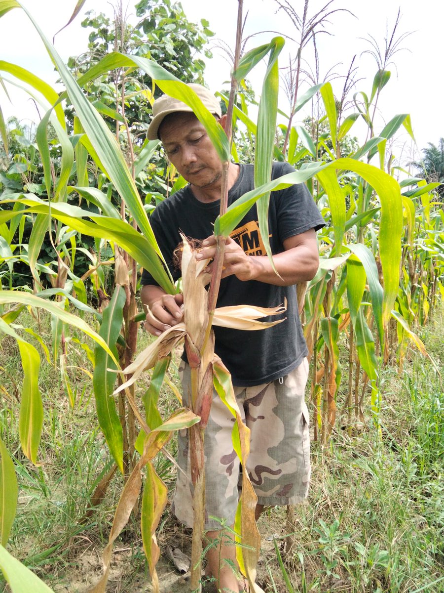 standbay21's tweet photo. #perawatanjagung 
Bhabinkamtibmas Kampung Sri Gading Polsek Lubuk Dalam Polres Siak Polda Riau Aipda Basri D melakukan perawatan jagung pipil di lahan Kampung Sri Gading sebagai upaya mewujudkan ketahanan pangan nasional
    #ketahananpangan #swasembadapangan #polisipetani https://t.co/yjMyWdjE3c