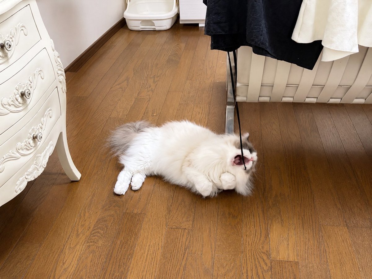 akubi__neko's tweet photo. 躍動感あって可愛い
(床に置いてた箱消したらドアも消えて入口のない部屋になった) https://t.co/FI4si2Abkq