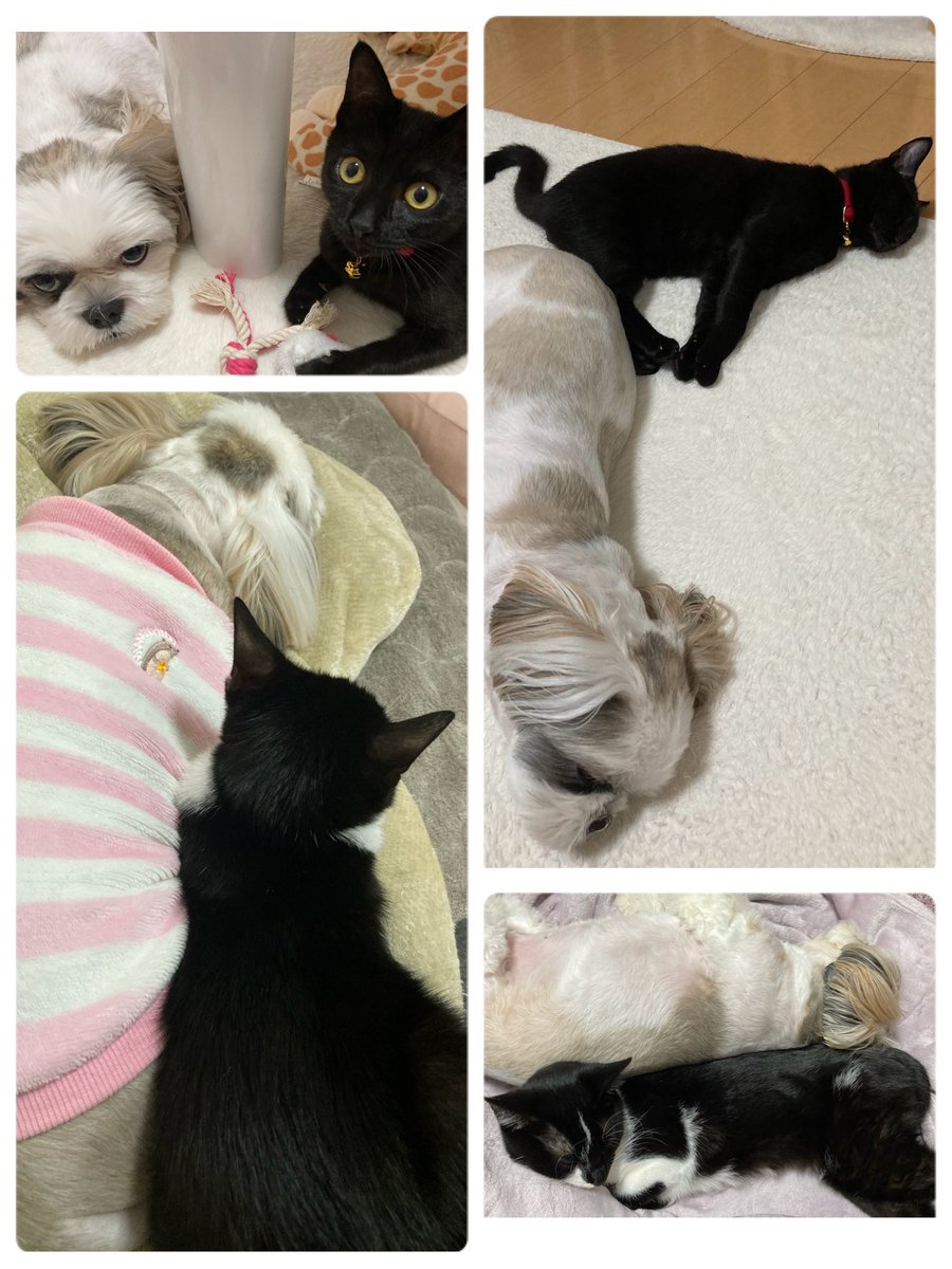 junanaS's tweet photo. 🐶🐈‍⬛🐈‍⬛揃うって難しい😭 https://t.co/sYtvktO0aU