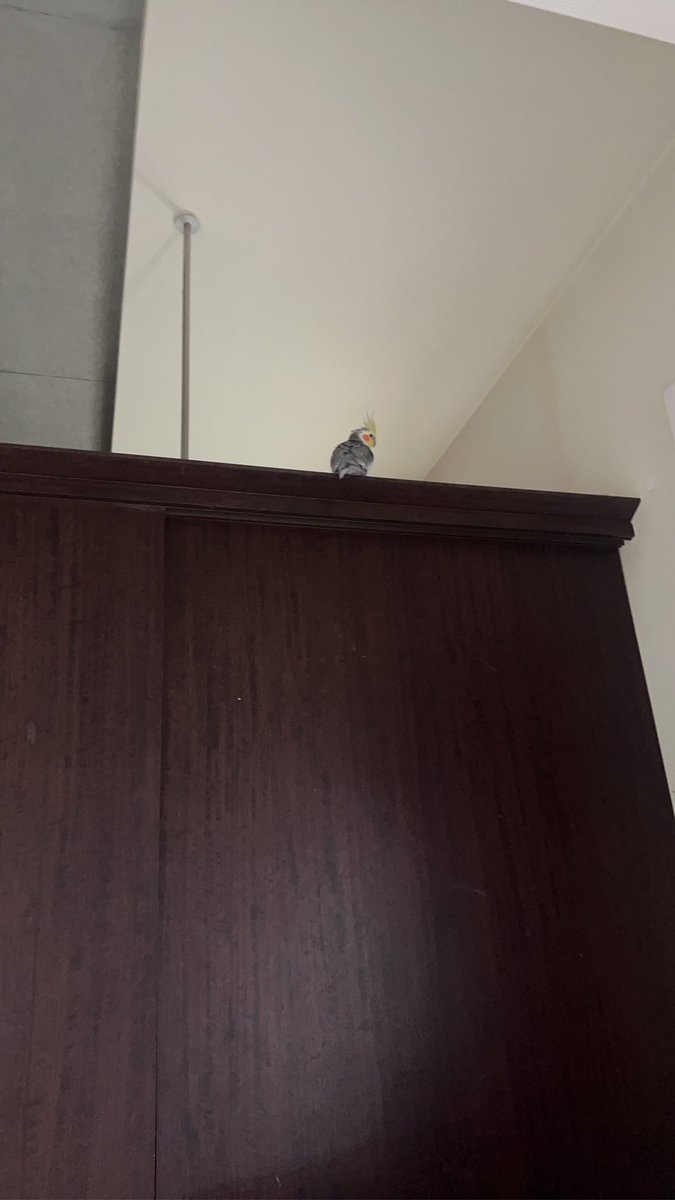 amika_mpocket's tweet photo. いつもの場所。#オカメインコ https://t.co/8iLUNagPmF