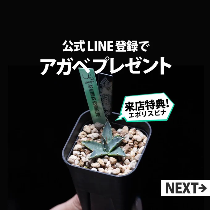 愛♡𝗟𝗨𝗩𝟮𝗣𝗟𝗔𝗡𝗧 على X: 