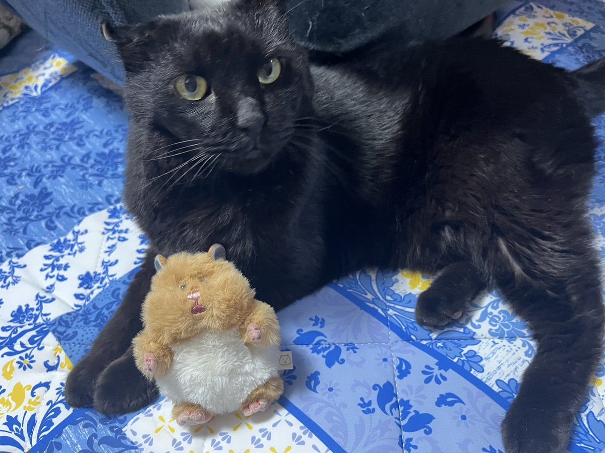 narixakixken's tweet photo. あら仲良しだね、アクア https://t.co/yh9obHWuCN