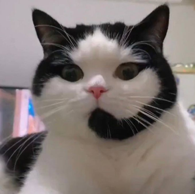 CallCatCoinSol's tweet photo. ring ring

callcat is calling you https://t.co/cqQVpoIA5O