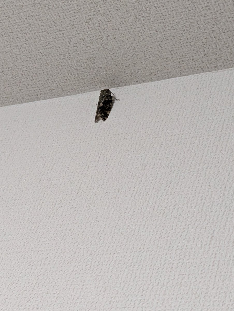 b2zeAUdMK5Kki3K's tweet photo. 昨日の客　
飛び回る羽根の音
私は叫んだ
子は号泣
旦那さんは
おもしれえと言って寝た

怖いが床に落ち仰向けだったのでそのまま一夜を同じ空間で過ごし朝は元気なのか
天井近くにいらっしゃる

バケツと油ハネの網で挟んで外へ出してもらい
客(セミ)は帰った

夏の思い出 https://t.co/h5qdqz5V9y