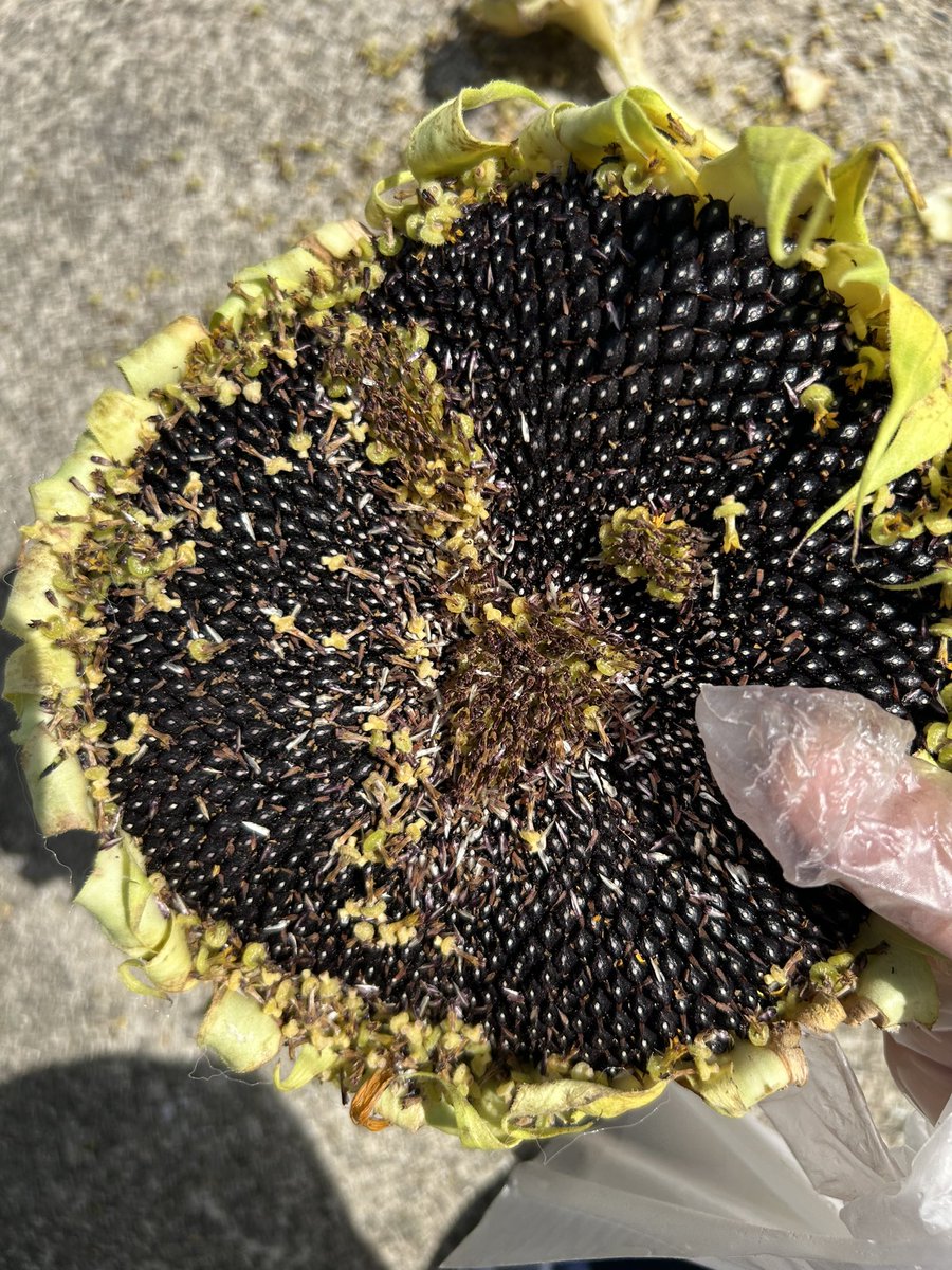 ハム太郎！乱痴気しようや！🌻