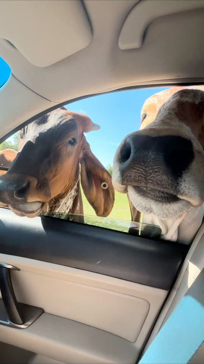 StephenO39138's tweet photo. They want a ride😂😂 https://t.co/OXsRA1OVuP