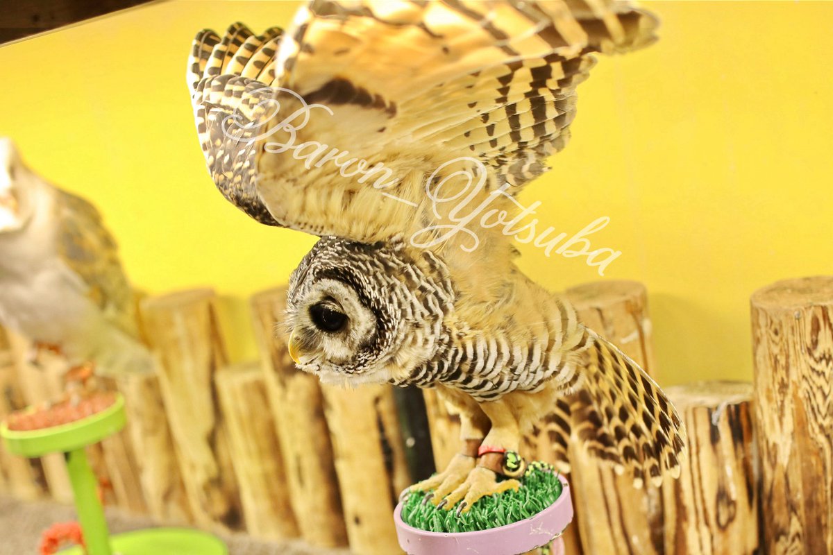 yotsuba__photo's tweet photo. こういう瞬間を撮影するのが凄く好き。
#鳥のいるカフェ #チャコモリフクロウ #eos5dmark4 #sigma35mmart https://t.co/PUJZ82RGTc