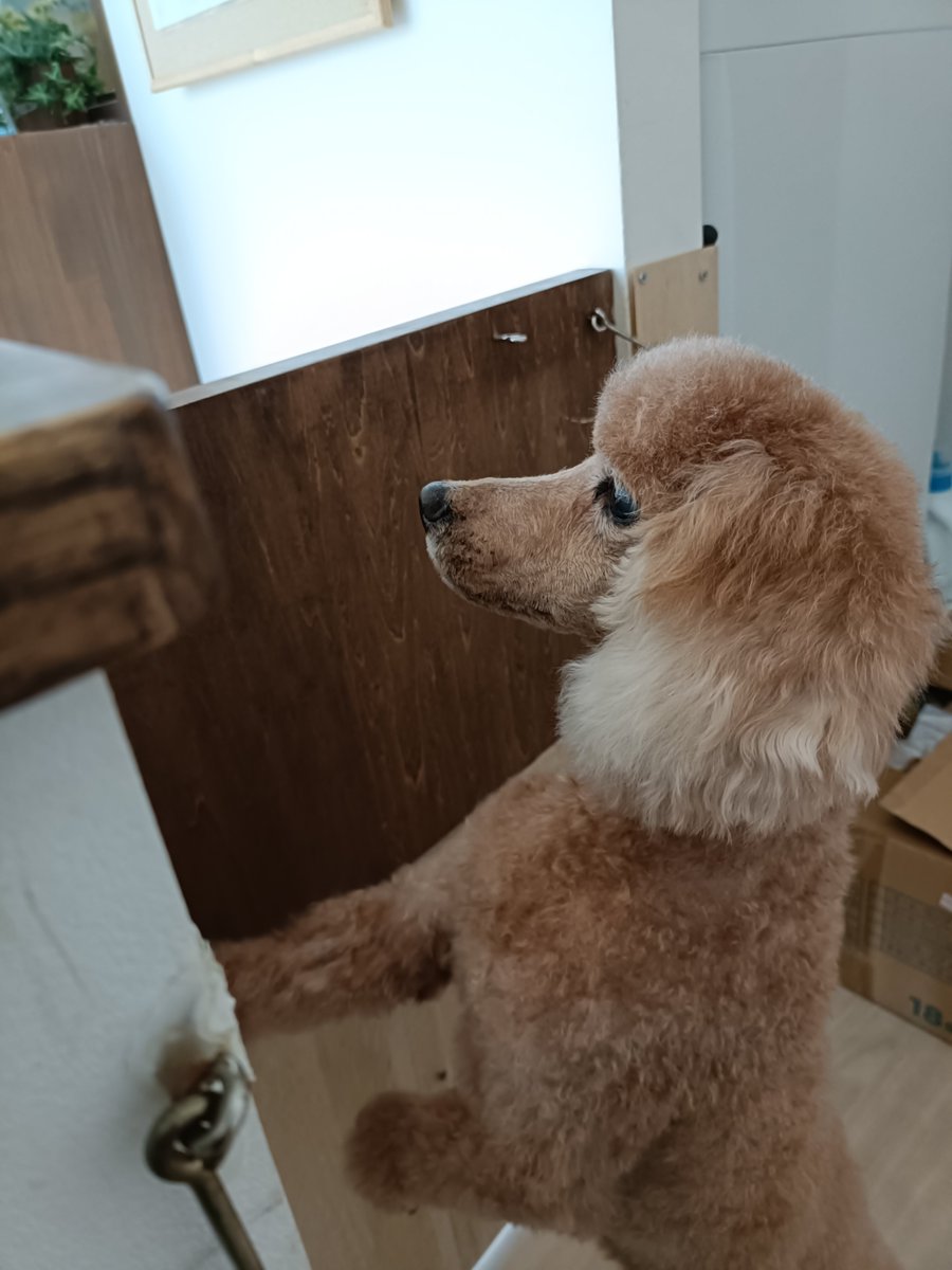 rumu_ta's tweet photo. わんちゃんの紹介🐶
プードルのルイくん(^^)

暑いのでいつもより短めになってます✂
大人しくて良い子でした(*´ω｀*)

またお待ちしてます('ω')ノ
＃トリミングサロン　＃プードル　＃小田原市　＃南足柄市　＃ルムータ https://t.co/rcQ0pOKnAt