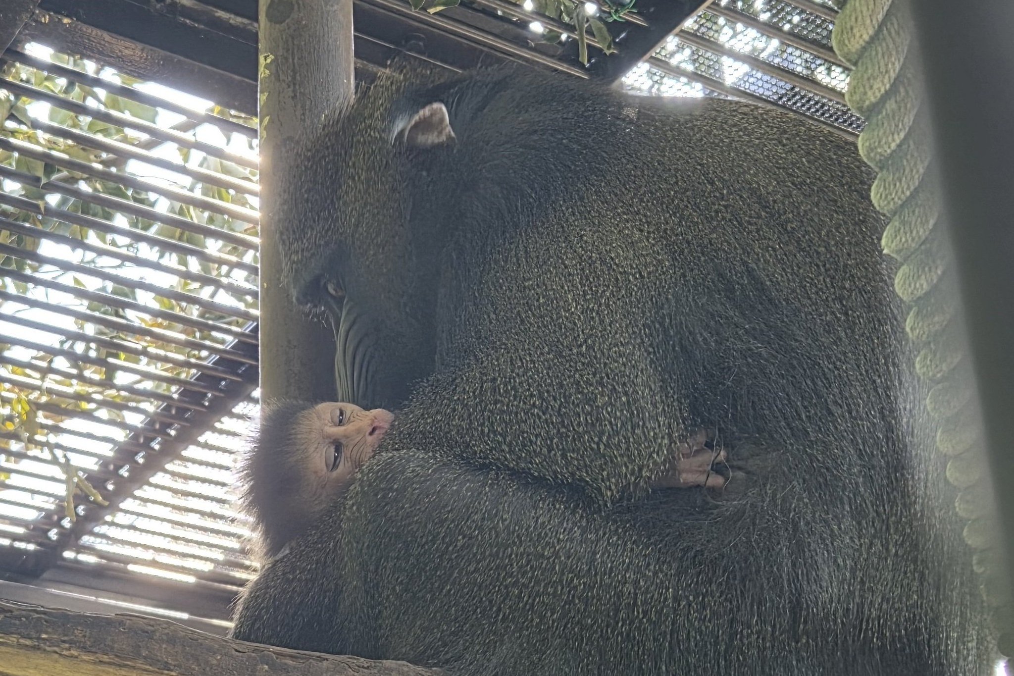 にこちゃん 米津パンダさち子（米津さち子） в X: „ニコちゃんマンちゃん