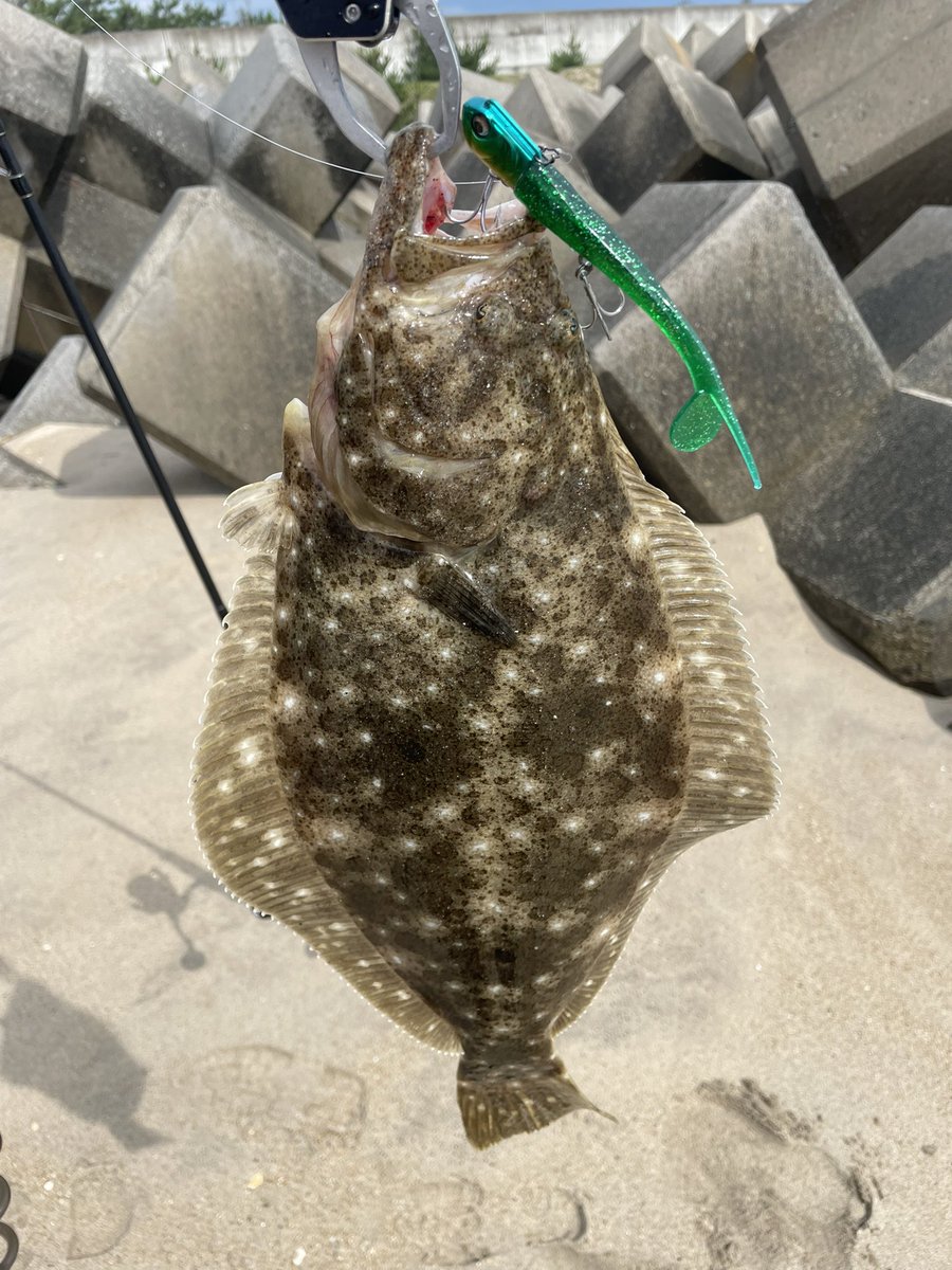 BB47OSP's tweet photo. NO SARYU ,no life.
サリューなしでは生きられない笑
潮澄んでる時は緑系が強い！！
ヒラメとソゲの計2枚キャッチ🎣
#サリュー https://t.co/i85dY9c2LB