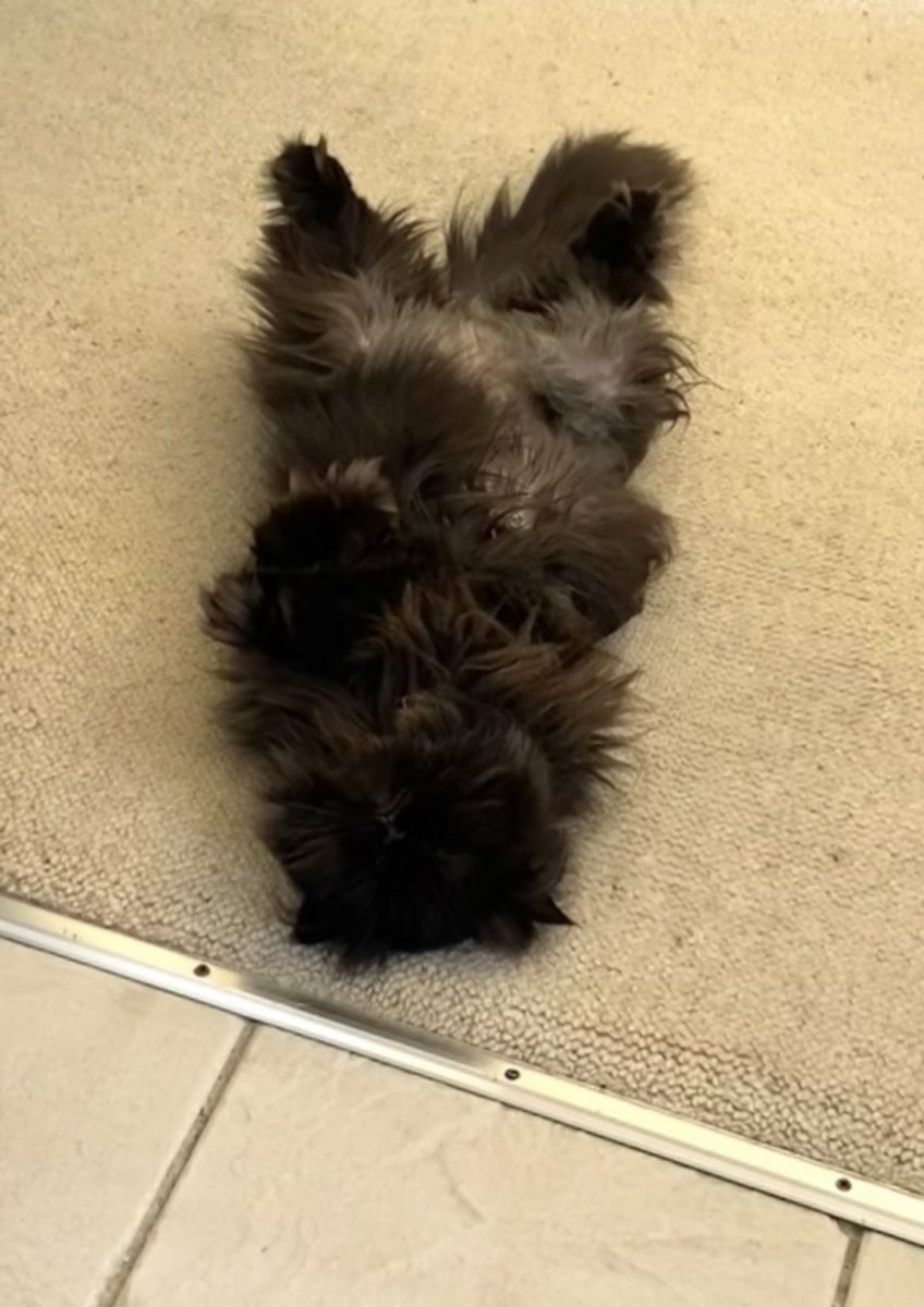 Doris McFloofle tweet media