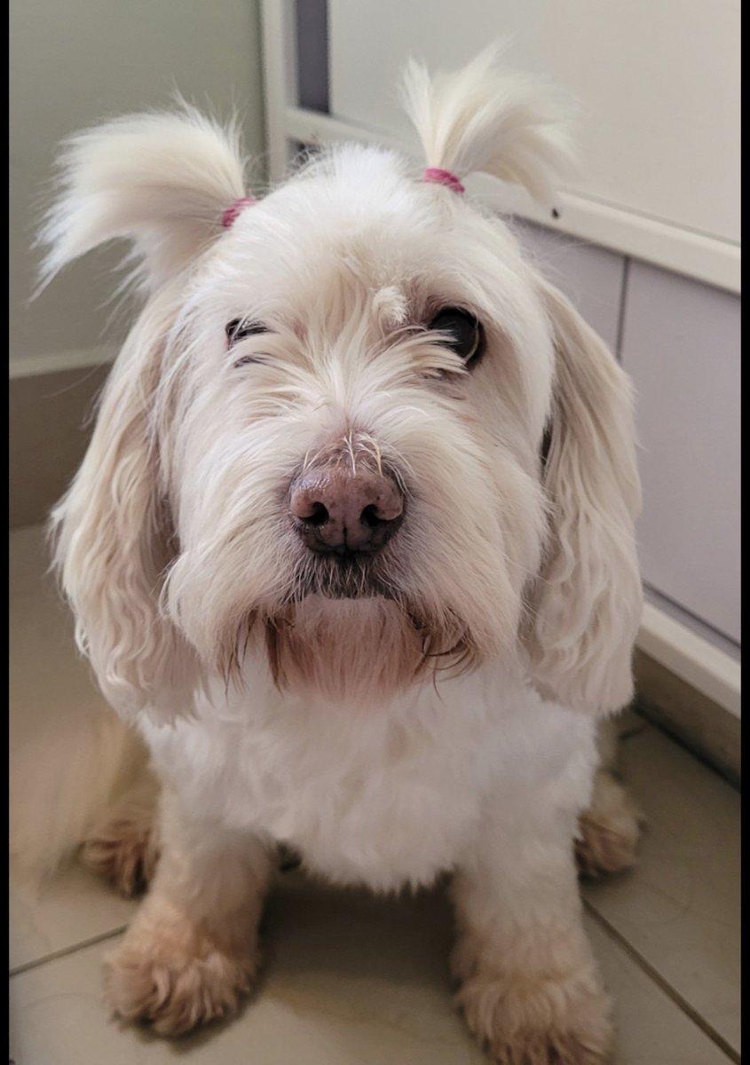 Consuelomota_'s tweet photo. Encontraste tu lugar en el cielo, mi angelito de 4 patitas, mi princesita de nariz rosadita, te amaremos eternamente 🩶 https://t.co/QcyoMGFJc4