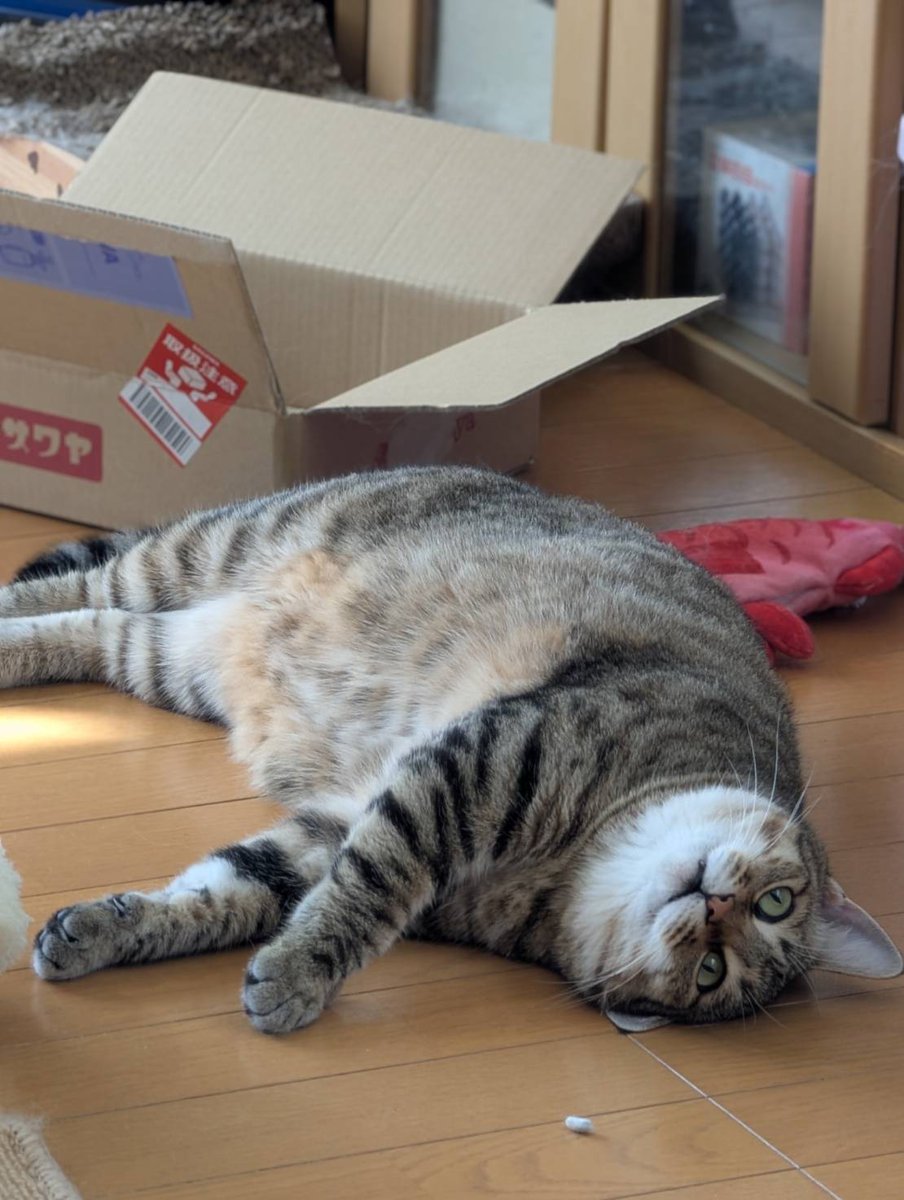アヴェマナヴ tweet media