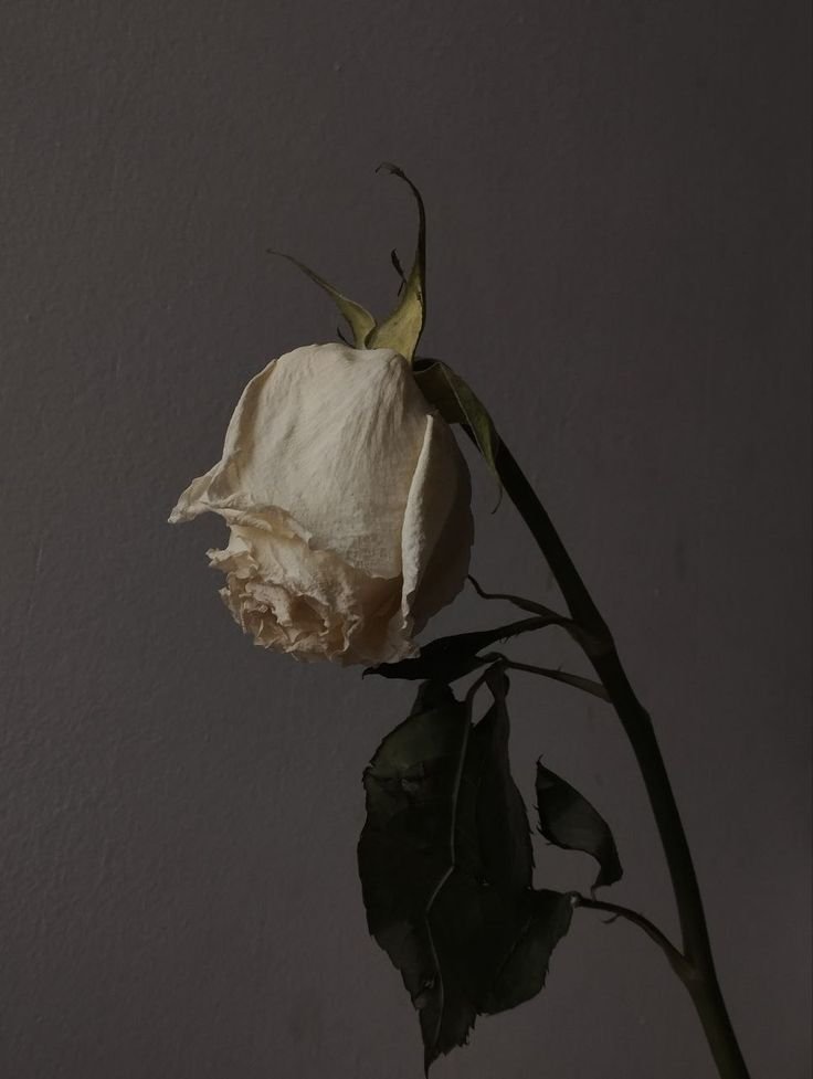 forget_rose_not's tweet photo. 한송이의 흰 장미는
다시 만날수 있을까요 라는데 
시들어버린 흰 장미는
당신과 영원을 맹세합니다 라고한다

난 주인에게 시든 흰 장미가 되고싶다
#��망트 #강아지 https://t.co/58IWK5RTyl