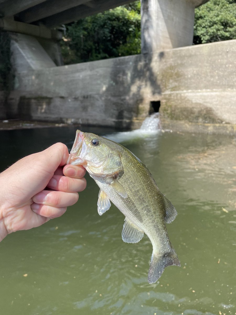 onim_atomic's tweet photo. 小バス🐟 https://t.co/wwuc8am0VH
