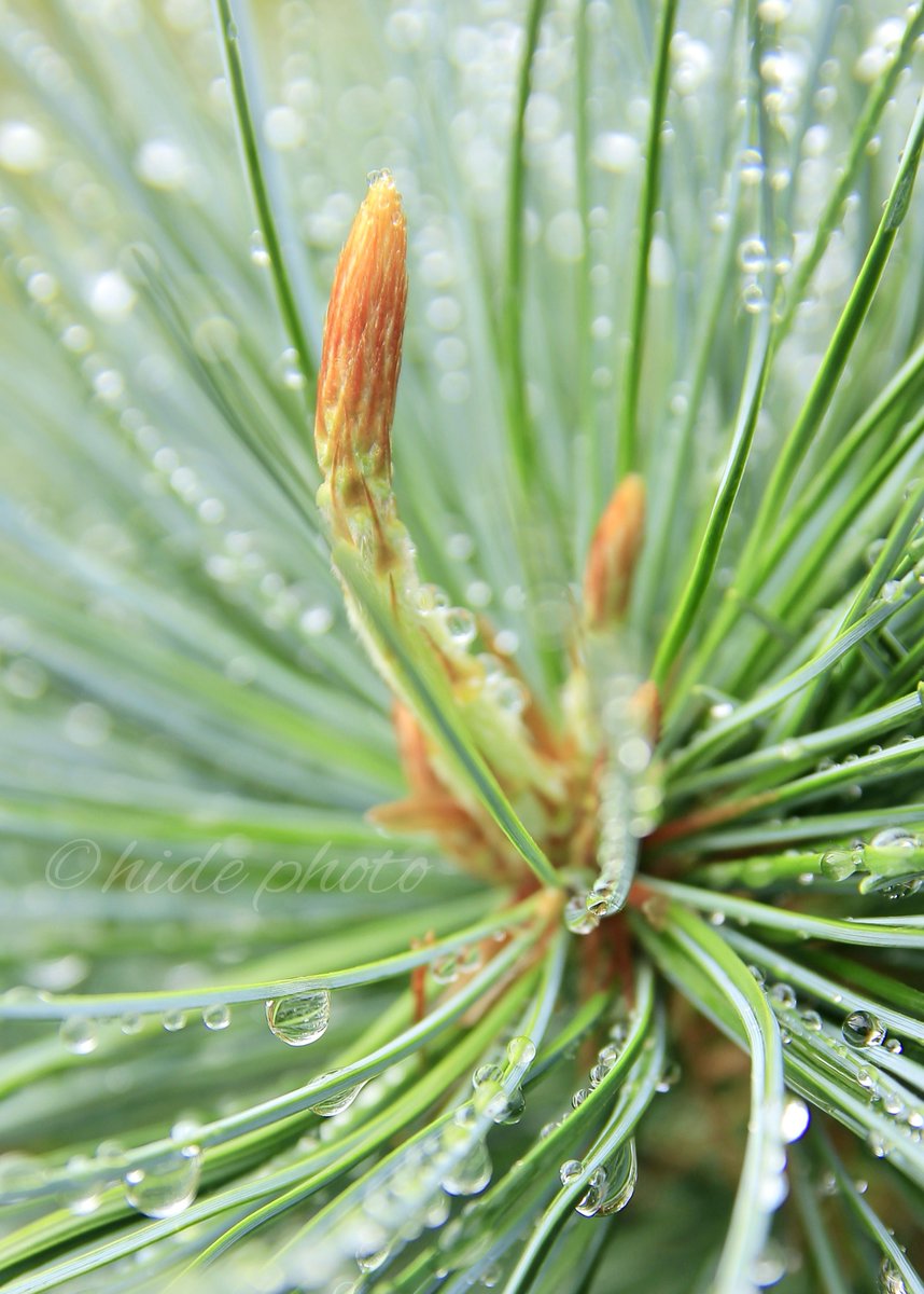 HIDE57268263's tweet photo. 雨上がり

#植物　#水滴 https://t.co/1myBZNhlsT