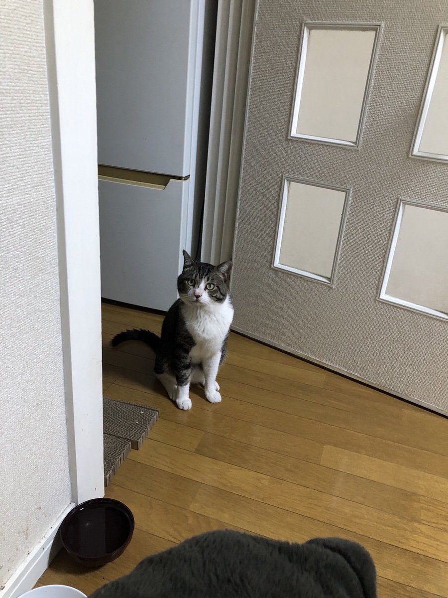 privateeye_pet's tweet photo. 【迷子猫を探しています‼️】

熊本県熊本市中央区黒髪付近にて

7月31日から行方不明になりました💦

目撃した方はリプライやDMをいただけますと幸いです🙇‍♂️

名前：しめさば
性別：オス（未去勢）
年齢：2歳
特徴：人に慣れていなくて怖がります
　　　よく鳴きます

#迷子猫 #猫 #迷い猫 #熊本県 #熊本市 #拡散希望 #迷子ペットを守りたい