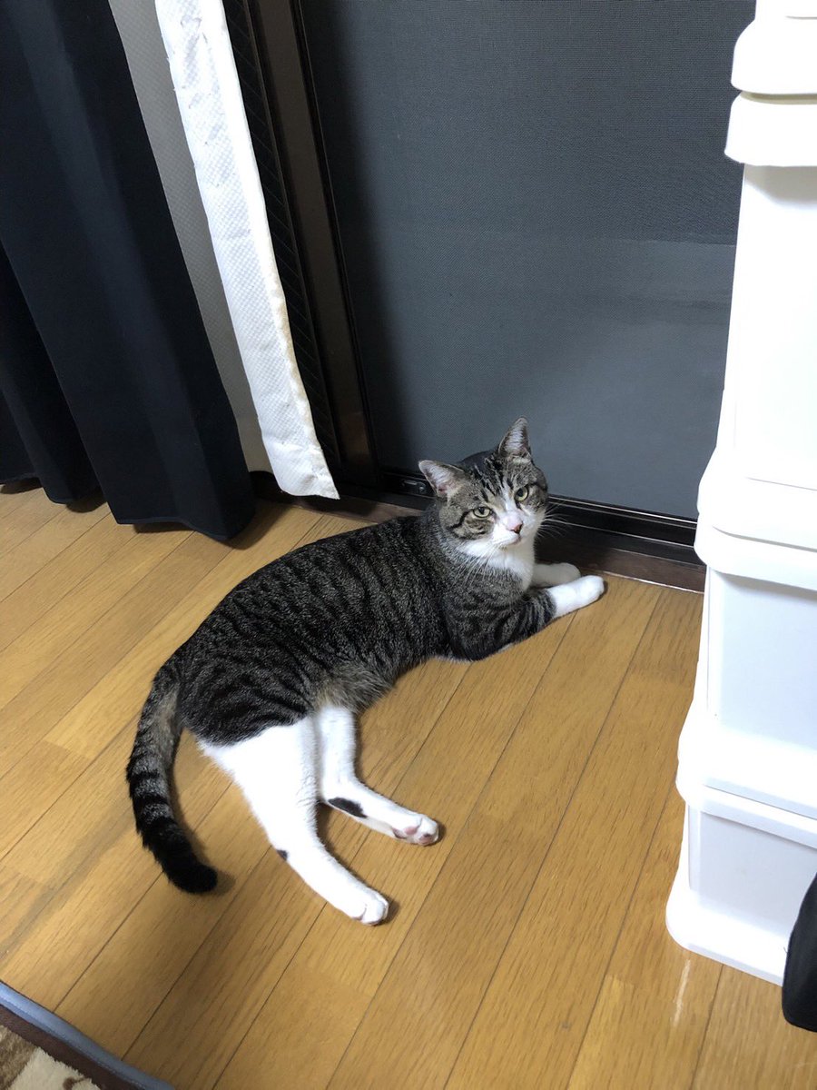 privateeye_pet's tweet photo. 【迷子猫を探しています‼️】

熊本県熊本市中央区黒髪付近にて

7月31日から行方不明になりました💦

目撃した方はリプライやDMをいただけますと幸いです🙇‍♂️

名前：しめさば
性別：オス（未去勢）
年齢：2歳
特徴：人に慣れていなくて怖がります
　　　よく鳴きます

#迷子猫 #猫 #迷い猫 #熊本県 #熊本市 #拡散希望 #迷子ペットを守りたい