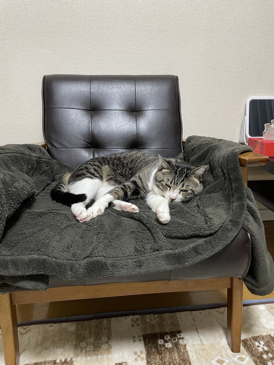 privateeye_pet's tweet photo. 【迷子猫を探しています‼️】

熊本県熊本市中央区黒髪付近にて

7月31日から行方不明になりました💦

目撃した方はリプライやDMをいただけますと幸いです🙇‍♂️

名前：しめさば
性別：オス（未去勢）
年齢：2歳
特徴：人に慣れていなくて怖がります
　　　よく鳴きます

#迷子猫 #猫 #迷い猫 #熊本県 #熊本市 #拡散希望 #迷子ペットを守りたい