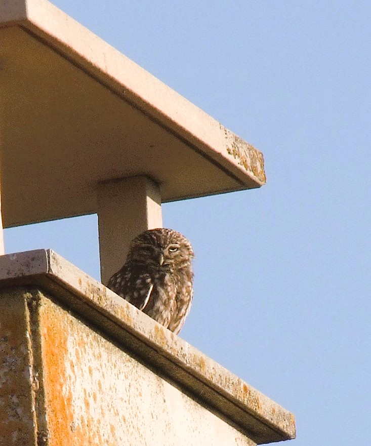 Pe_y_Pa's tweet photo. El mochuelo (𝘈𝘵𝘩𝘦𝘯𝘦 𝘯𝘰𝘤𝘵𝘶𝘢) del vecindario, que había desaparecido en primavera, ha vuelto y llega con los deberes hechos. Ha traído consigo al menos un par de churumbeles dispuestos a colonizar nuevas chimeneas. https://t.co/r72z8l9UzJ