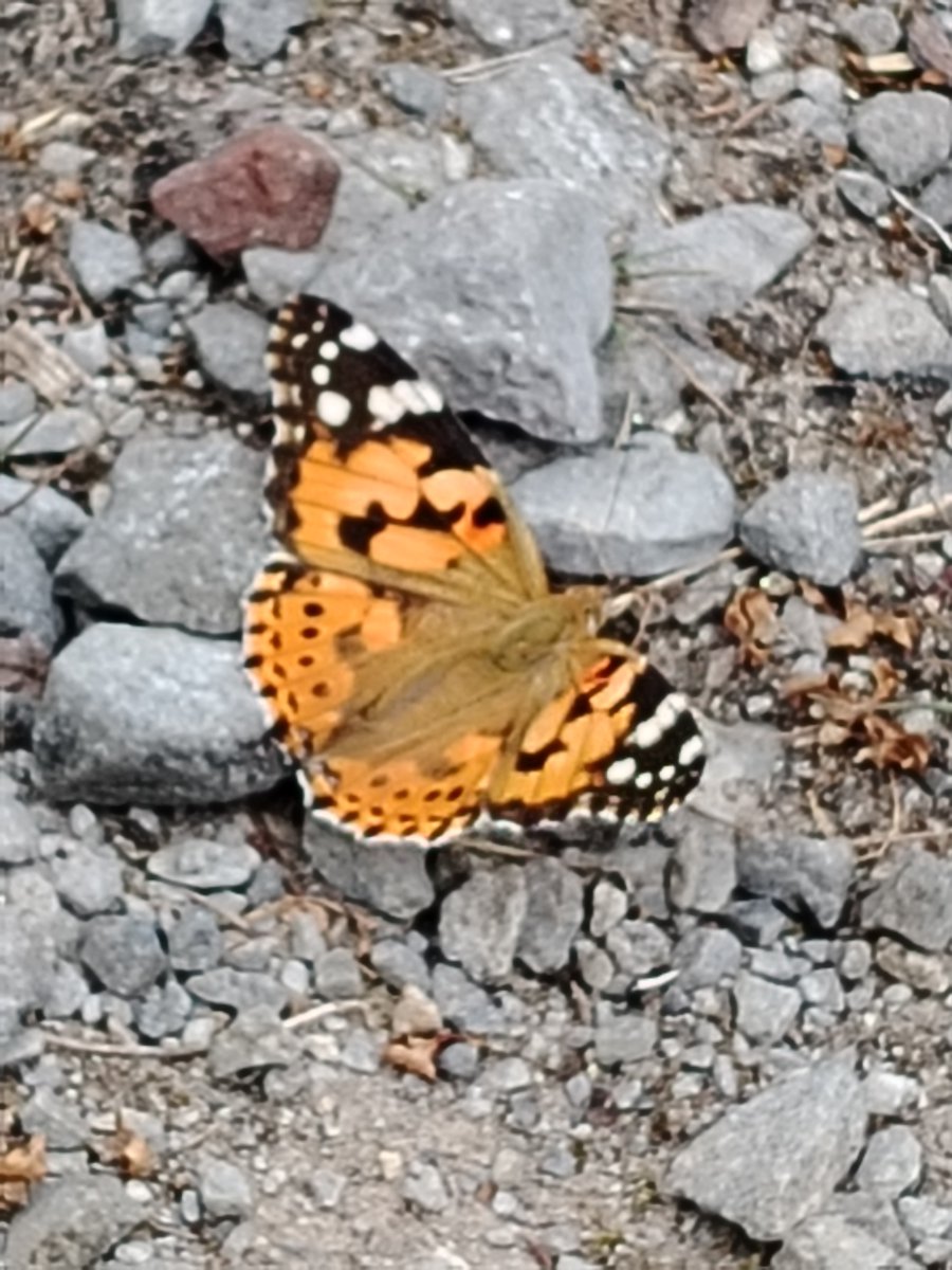 AilinKee's tweet photo. After a busy summer school season, back to more time recording flora fauna at @forestholidays Garwnant. Just a few highlights:Broad-leaved Helleborine orchid, Painted Lady and Peacock butterflies &amp; a stunning longhorn beetle, Stictoleptura rubra. #natureconnection https://t.co/U2f3XKp2Ol